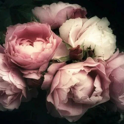 Moody Florals - Mint by Michelle Decoupage-Papier